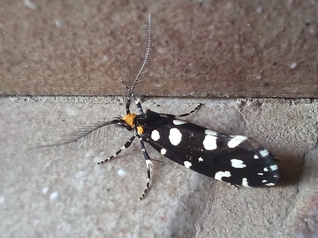 Euplocamus anthracinalis - fésűscsápú korhadékmoly