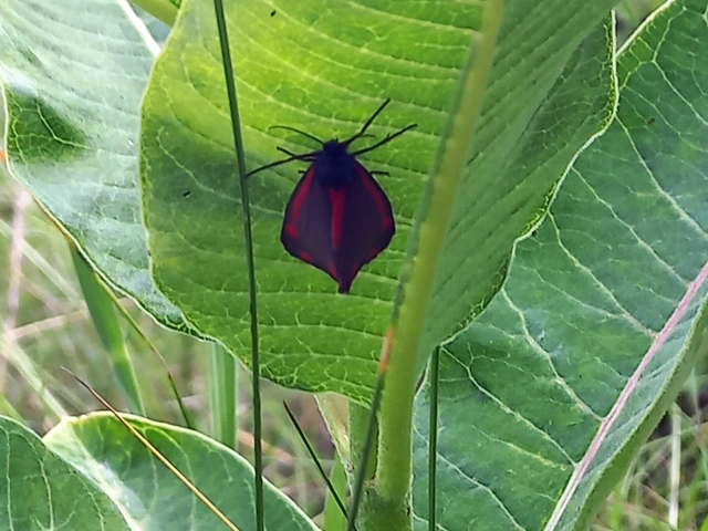 Tyria jacobaeae - jakabfű-medvelepke