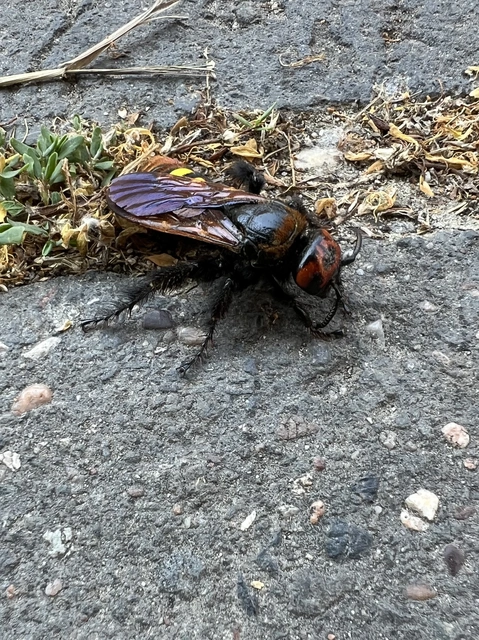 Megascolia maculata - óriás-tőrösdarázs