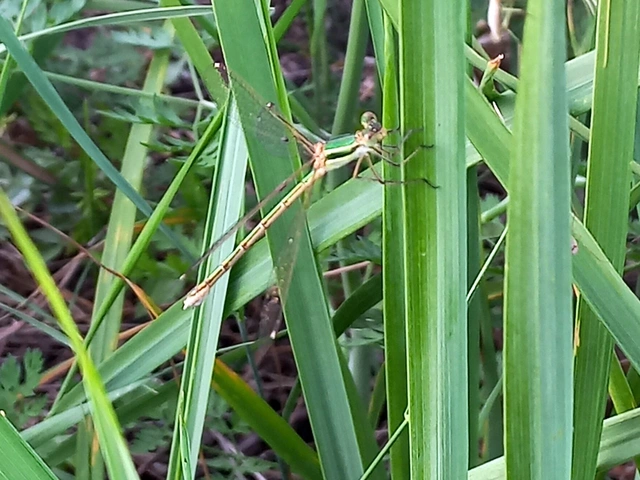 Lestes barbarus - foltosszárnyjegyű rablószitakötő