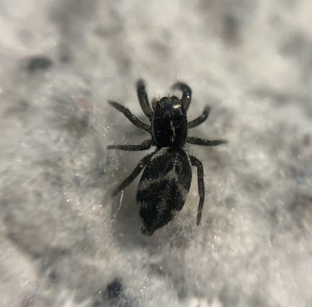Afraflacilla epiblemoides