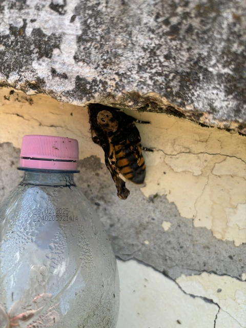 Acherontia atropos - halálfejes lepke