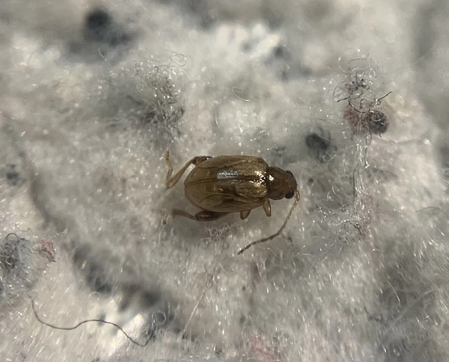 Longitarsus pellucidus - pontozott szulák-földibolha