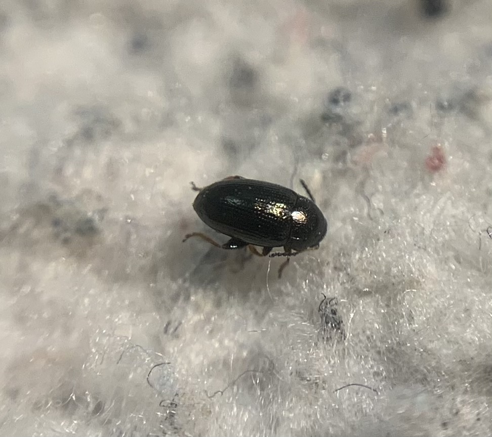 Mantura obtusata
