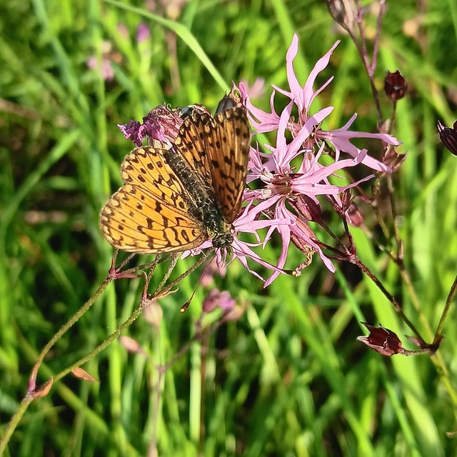Boloria selene - fakó gyöngyházlepke