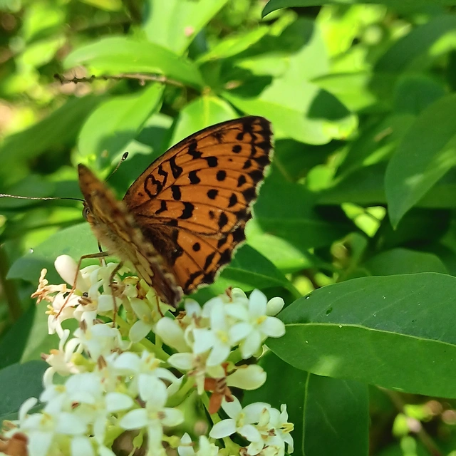 Brenthis daphne - málna-gyöngyházlepke