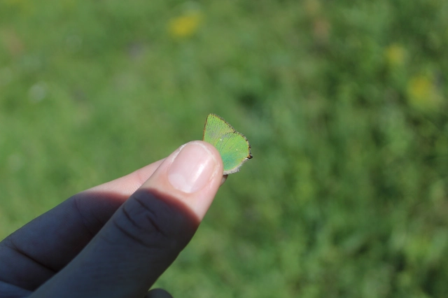Callophrys rubi - zöldfonákú lepke