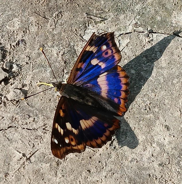 Apatura ilia - kis színjátszólepke