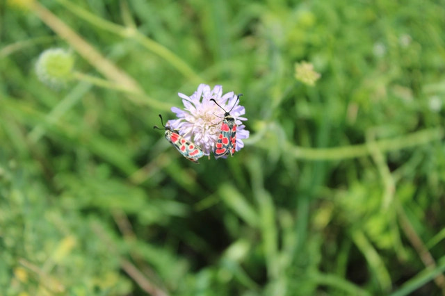 Zygaena carniolica - fehérgyűrűs csüngőlepke
