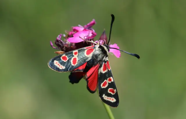 Zygaena carniolica - fehérgyűrűs csüngőlepke