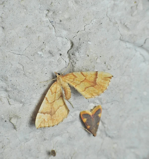 Eulithis mellinata - feketeribiszke-araszoló