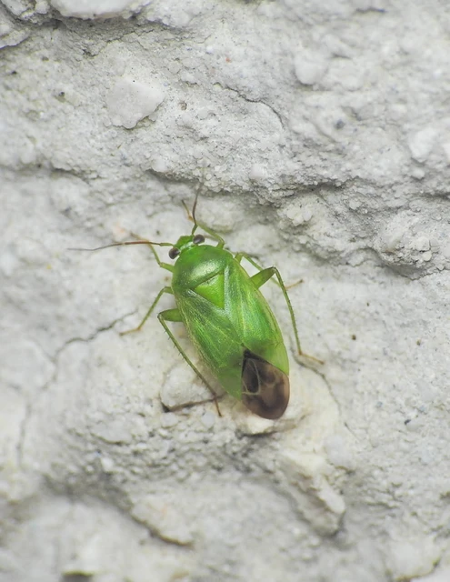 Miridae - mezeipoloskák