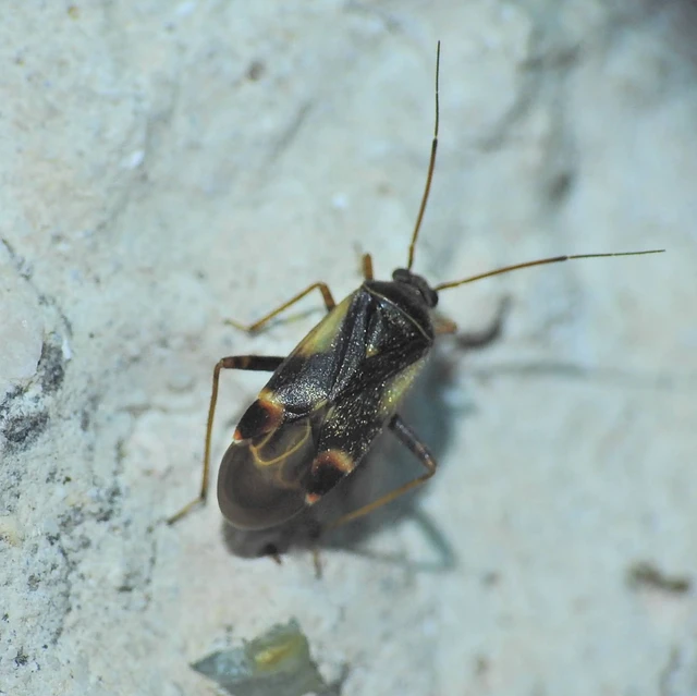 Polymerus Polymerus