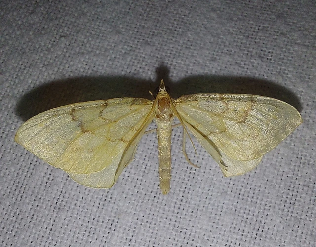 Eulithis pyraliata - sárga galajaraszoló