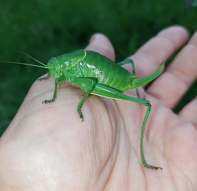 Polysarcus denticauda - fogasfarkú szöcske