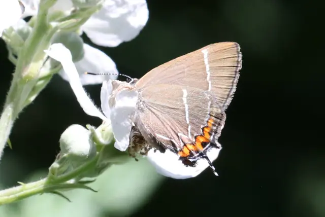Satyrium w-album - szilfa-csücsköslepke