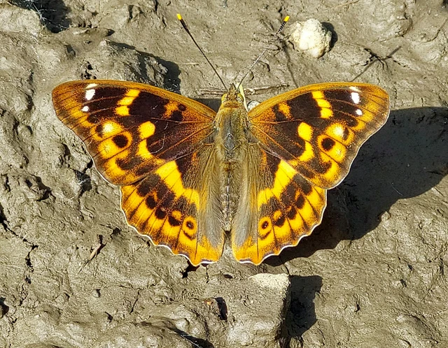 Apatura ilia - kis színjátszólepke