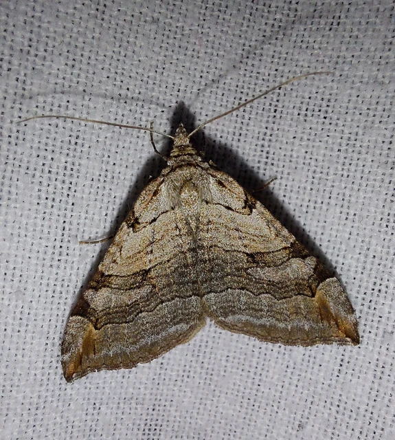 Aplocera efformata/plagiata