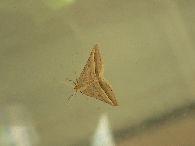 Tephrina arenacearia - lucerna-araszoló