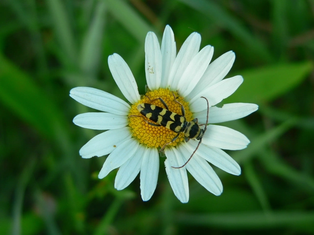 Echinocerus floralis - lucerna-darázscincér