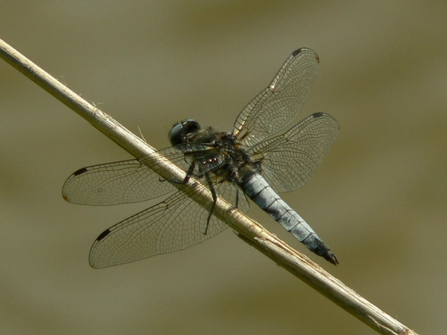 Libellula fulva - kisfoltos laposacsa