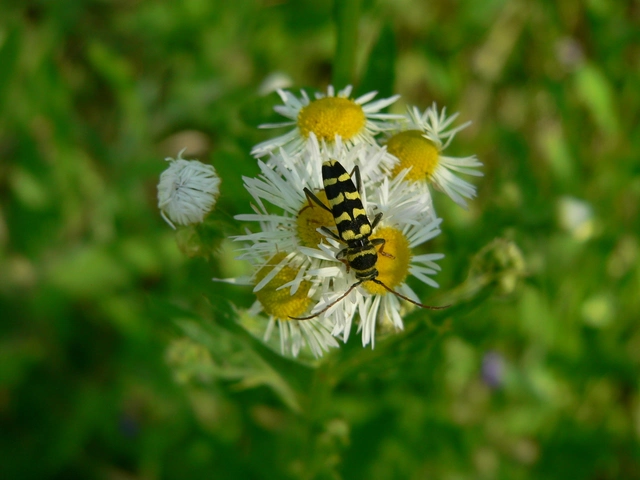 Echinocerus floralis - lucerna-darázscincér