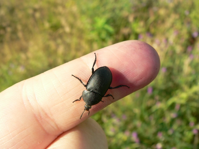 Ablattaria laevigata - sima csigarabló