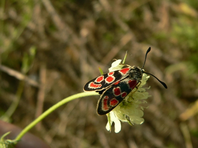 Zygaena carniolica - fehérgyűrűs csüngőlepke