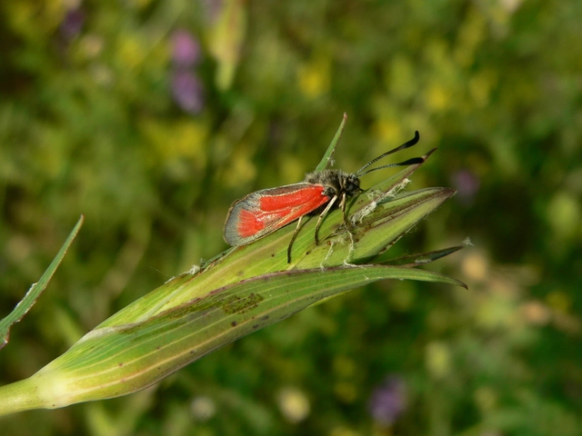 Zygaena punctum - pettyes csüngőlepke