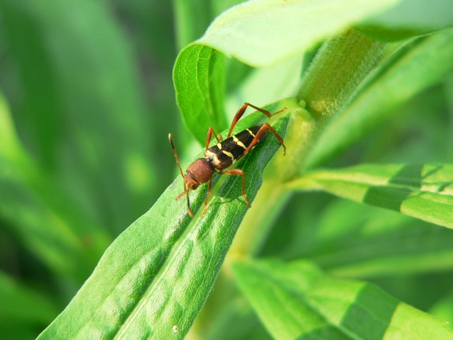 Neoclytus acuminatus - amerikai darázscincér