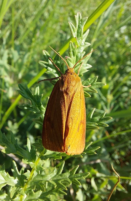 Diacrisia sannio - vörösszélű medvelepke