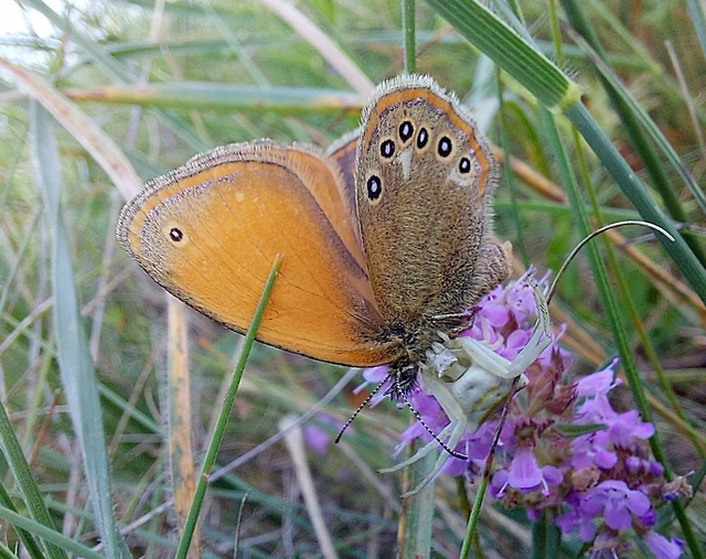 Coenonympha glycerion - közönséges szénalepke