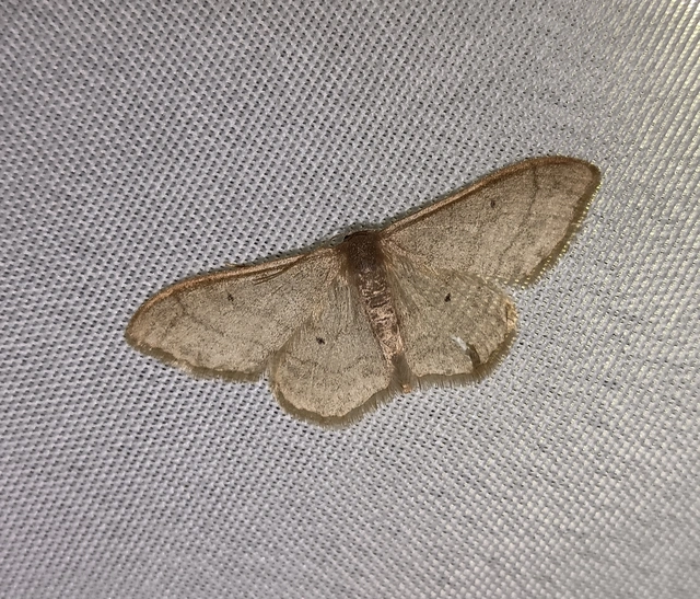 Idaea straminata - szalmasárga sávosaraszoló