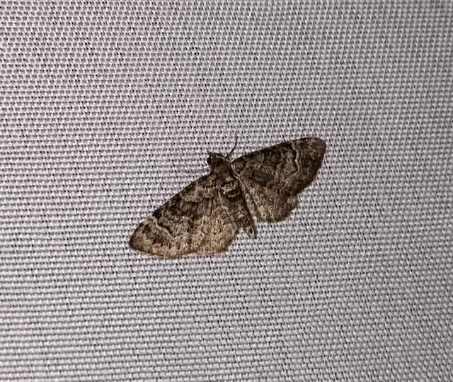 Pasiphila rectangulata - almavirág-araszoló