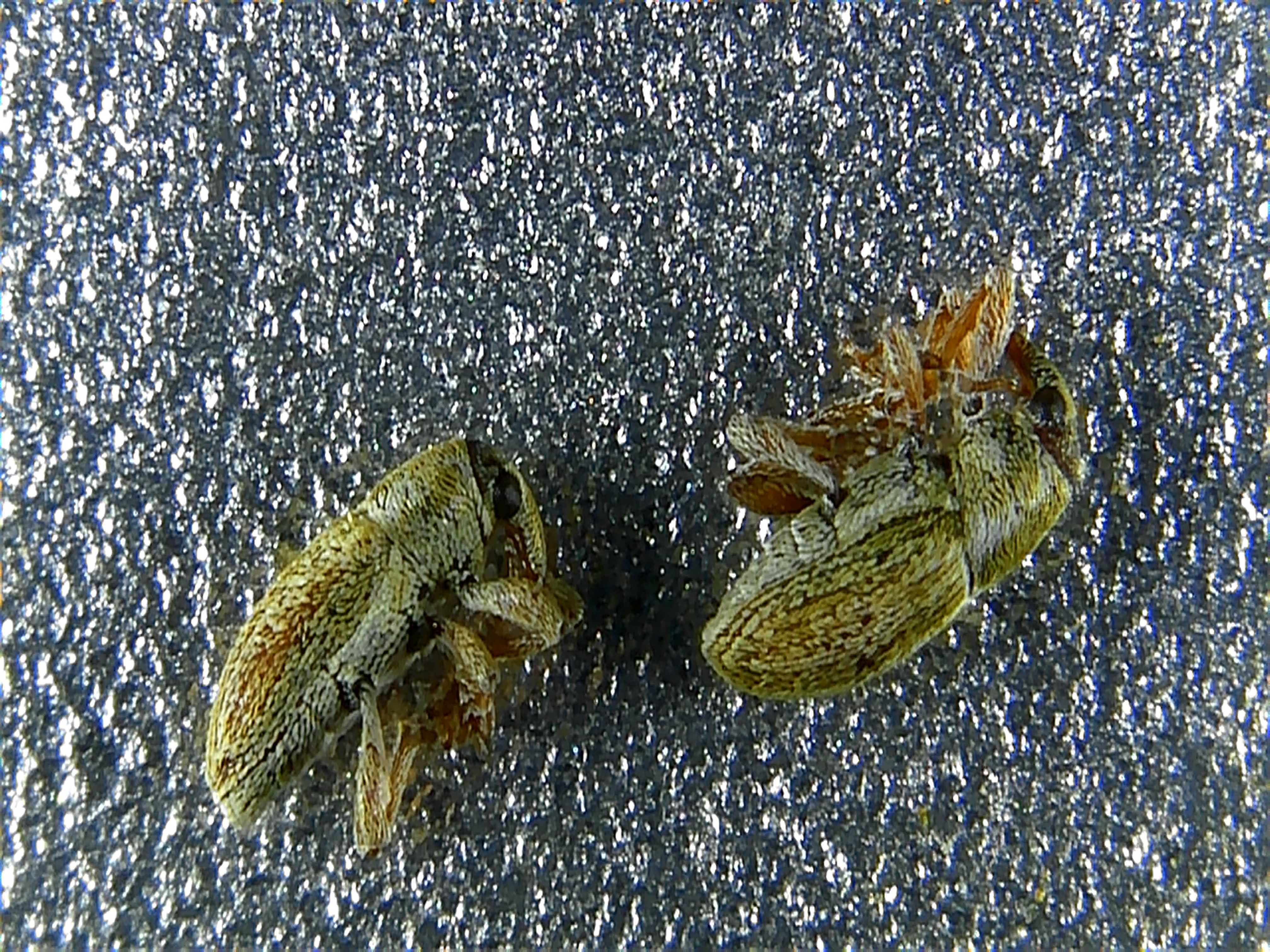 Tychius tridentinus - hamvas tímárormányos