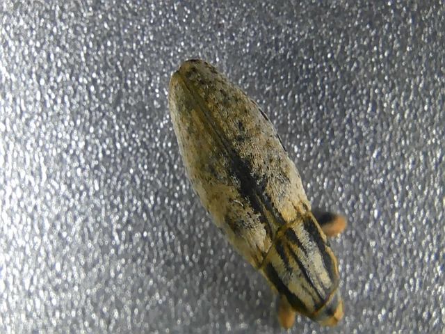 Pseudocleonus cinereus - hamvas barkó
