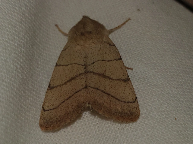 Charanyca trigrammica - háromsávos lombbagoly