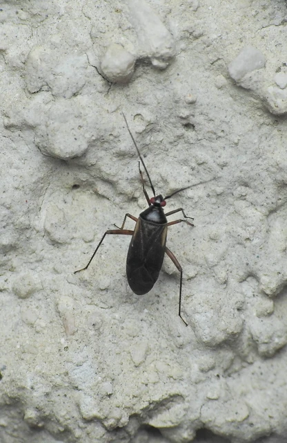 Adelphocoris seticornis - szegélyes mezeipoloska