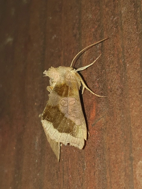 Diachrysia chrysitis - aranybagoly