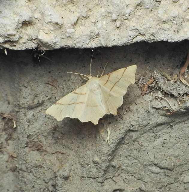Ennomos erosaria - hársfa-levélaraszoló