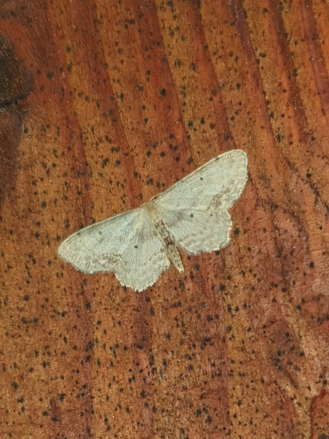 Idaea dimidiata - gyakori apróaraszoló