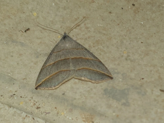 Colobochyla salicalis - háromsávos törpebagoly
