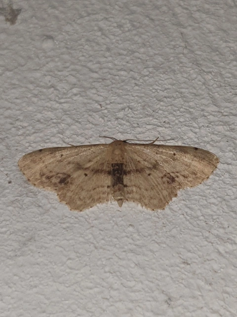 Idaea dimidiata - gyakori apróaraszoló