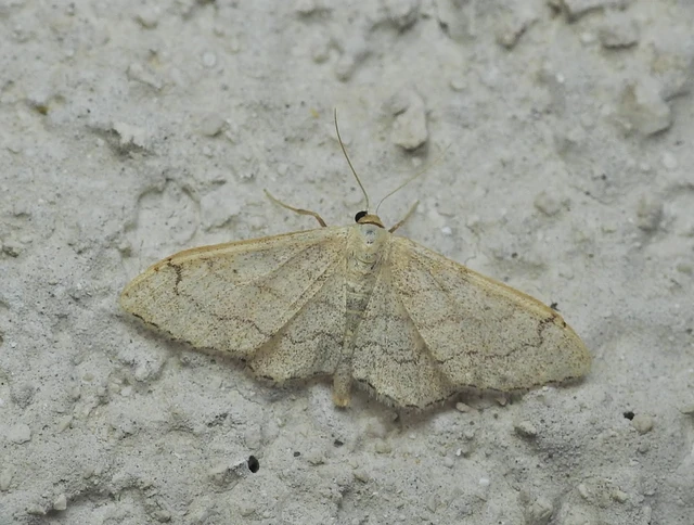 Idaea aversata - nagy sávosaraszoló