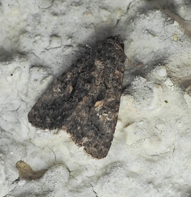 Anophia leucomelas - déli folyófűbagoly