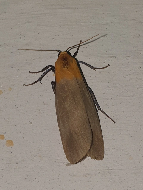 Lithosia quadra - négypettyes zuzmószövő