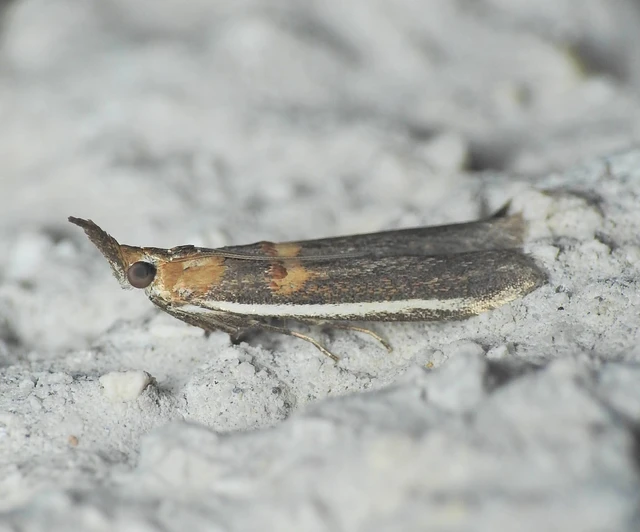 Etiella zinckenella - akácmoly