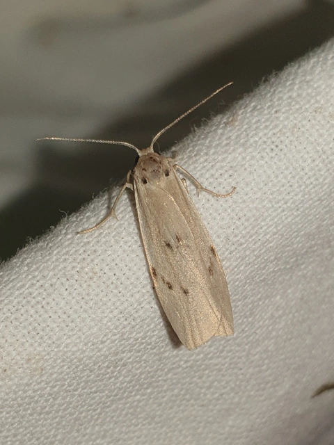 Pelosia muscerda - hamvas zuzmószövő