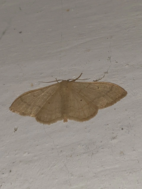 Idaea straminata - szalmasárga sávosaraszoló