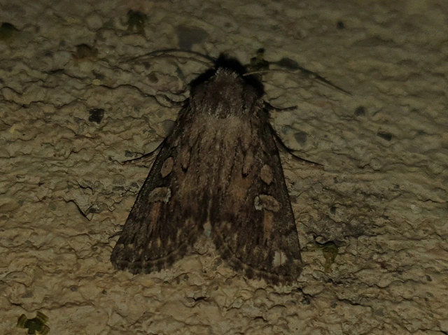 Dichagyris forcipula - szürkésbarna földibagoly
